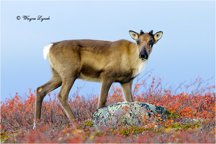 Caribou Calf 101  by Dr. Wayne Lynch &copy;